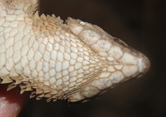 Cape Girdled Lizard photo 3
