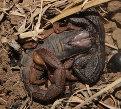 Opistophthalmus