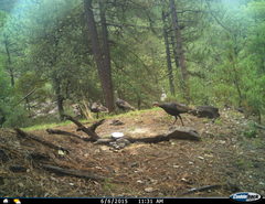 Meleagris gallopavo mexicana