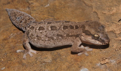 Pachydactylus maculatus