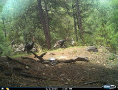 Meleagris gallopavo mexicana