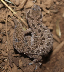 Pachydactylus maculatus