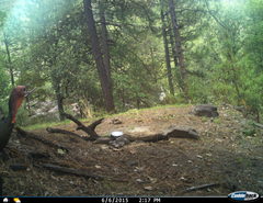 Meleagris gallopavo mexicana