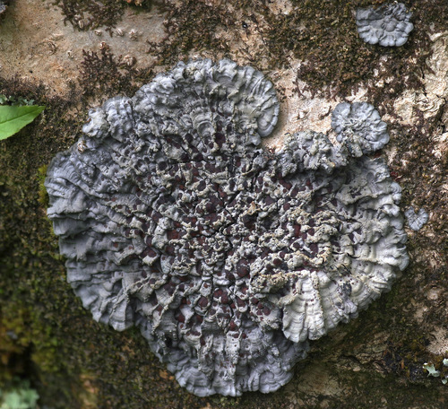 Pectenia cyanoloma