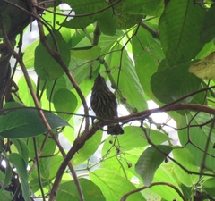 Kurochkinegramma hypogrammicum