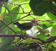 Kurochkinegramma hypogrammicum