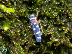Amblyscartidia