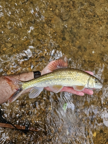 Moxostoma poecilurum Jordan, 1877