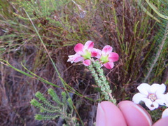 Adenandra brachyphylla