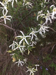 Anthocercis angustifolia