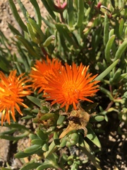 Lampranthus aureus