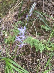 Caesia calliantha