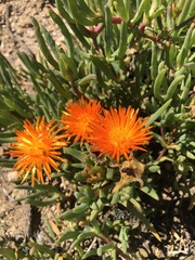 Lampranthus aureus