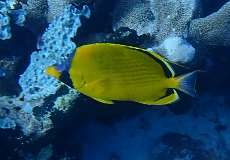Decorated Butterflyfish