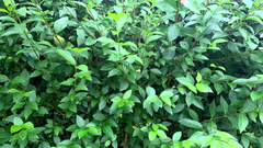 Magnoliopsida