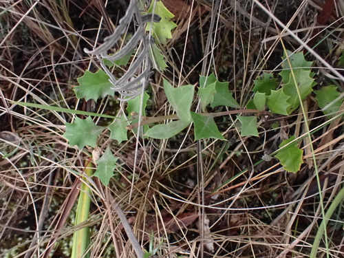 Grevillea bedggoodiana, photograph 2