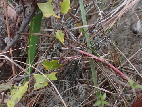 Grevillea bedggoodiana, photograph 3