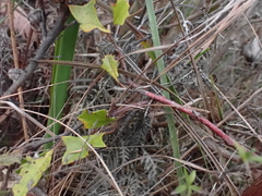 Grevillea bedggoodiana, photograph ttsquid, CC BY, iNaturalist via GBIF