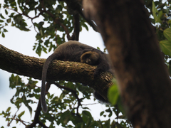 Cercopithecus mitis kandti