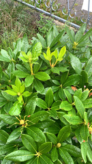 Rhododendron