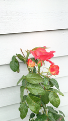 Rosa