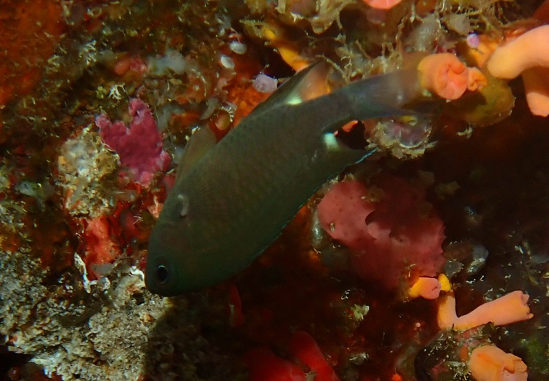 Twinspot chromis