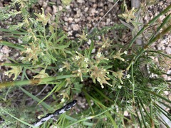 Polycarena silenoides