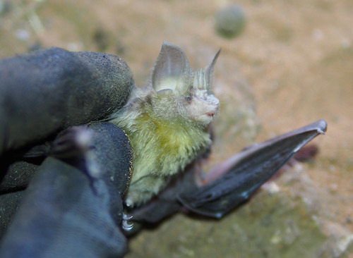 Trouessart's Trident Bat