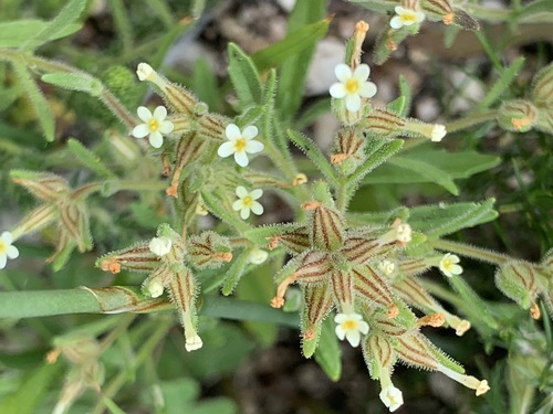 Cape Granite Flax (Polycarena silenoides)