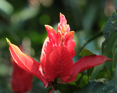 author not stated, no rights reserved Ruellia chartacea, photograph author not stated, no rights reserved