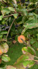 Malus domestica