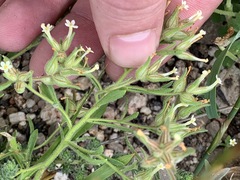 Polycarena silenoides