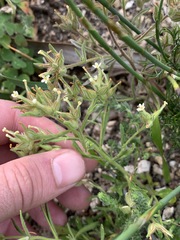 Polycarena silenoides