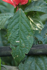 Ruellia chartacea, photograph author not stated, no rights reserved