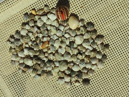 Chamelea gallina