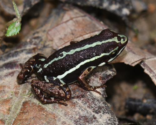 Anthony's Poison Arrow Frog, Epipedobates anthonyi