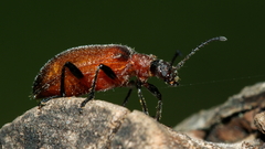 Ecnolagria rufescens