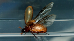 Ecnolagria rufescens