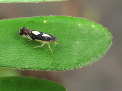 Diedrocephala variegata