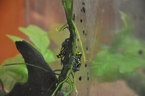 Brazilian Poison Frog, Ranitomeya vanzolinii