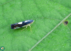 Diedrocephala variegata
