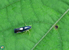 Diedrocephala variegata