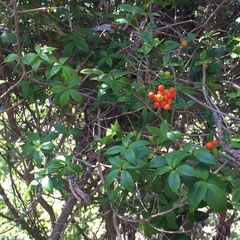 Alyxia magnifolia