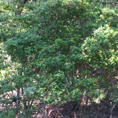 Alyxia magnifolia