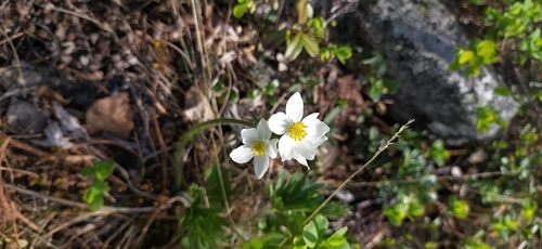 Anemonastrum biarmiense, photograph 1