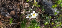 Алексей Ябс, CC0, iNaturalist via GBIF Anemonastrum biarmiense, photograph Алексей Ябс, CC0, iNaturalist via GBIF