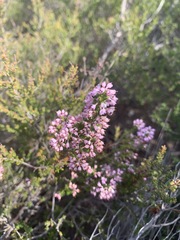 Erica paniculata
