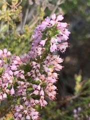 Erica paniculata