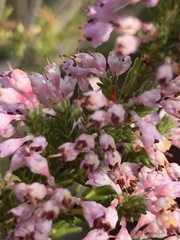 Erica paniculata