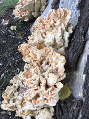 Laetiporus